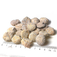 20 Fossile Seeigel stark erodiert aus Marokko ca. 1,7 - 2,5 cm