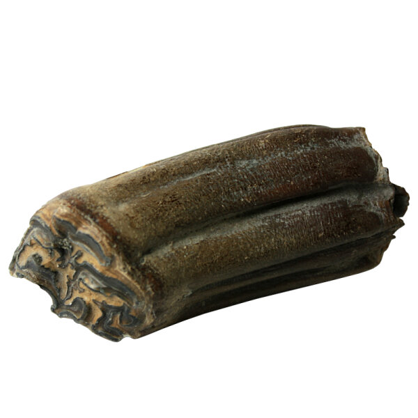 Wildpferd fossiler Oberkiefer-Backenzahn Equus spec. Bensheim 8,0x3,2cm