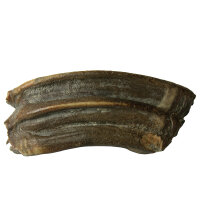 Wildpferd fossiler Oberkiefer-Backenzahn Equus spec. Bensheim 8,0x3,2cm