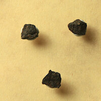 3 Chips Meteorite Jiddat al Harasis 730 - Chondrite from Oman - 0.1g together