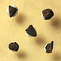 5 Chips Meteorite Jiddat al Harasis 730 - Chondrite from Oman - 0.1g together
