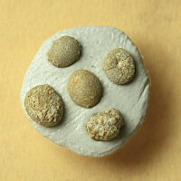 5 fossile Seeigel Echinocyamus pseudopusillus aus...
