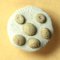 6 fossile Seeigel Echinocyamus pseudopusillus aus...