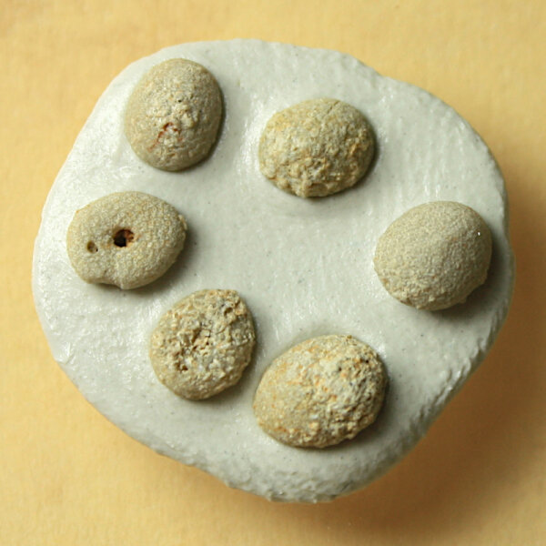 6 fossil Sea Urchins Echinocyamus pseudopusillus from Ófalu Hungary approx. 4.5mm Miocene