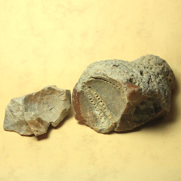 2 Flintstones with Sea Urchin Imprints Germany approx. 5-9cm