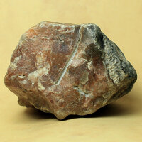2 Flintstones with Sea Urchin and Spine Imprints Germany approx. 5.5-7.5cm