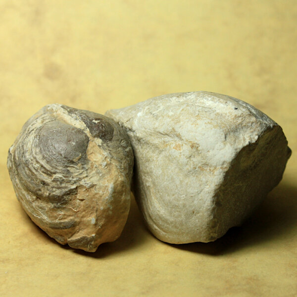 6 fossil Shells internal mold steinkern Egypt approx. 5-6cm Lower Eocene