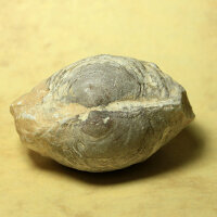 2x fossile Muschel in Steinkernerhaltung Ägypten ca....