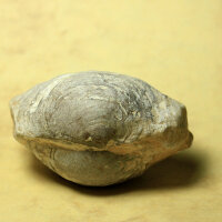 6 fossil Shells internal mold steinkern Egypt approx. 5-6cm Lower Eocene
