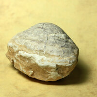 6 fossil Shells internal mold steinkern Egypt approx. 5-6cm Lower Eocene