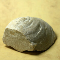 6 fossil Shells internal mold steinkern Egypt approx. 5-6cm Lower Eocene