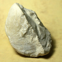 6 fossil Shells internal mold steinkern Egypt approx. 5-6cm Lower Eocene