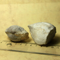 6 fossil Shells internal mold steinkern Egypt approx. 5-6cm Lower Eocene