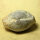 6 fossil Shells internal mold steinkern Egypt approx. 5-6cm Lower Eocene
