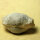 6 fossil Shells internal mold steinkern Egypt approx. 5-6cm Lower Eocene