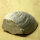 6 fossil Shells internal mold steinkern Egypt approx. 5-6cm Lower Eocene