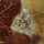 Red Jasper with Quartz Druse from Lower Lusatia Germany polished approx. 7x4cm
