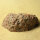 Sorsele-Granit Nordisches Geschiebe aus der Niederlausitz poliert ca. 7x3,5cm