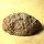 Sorsele Granite Lower Lusatia Germany polished approx. 7x3.5cm