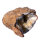 Quartz Geode opened Morocco approx. 7.5x5cm half Geode