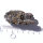 Pyrit Schwefelkies mit Sphalerit, Chalkopyrit und Quarz Bulgarien ca. 5,5x3cm