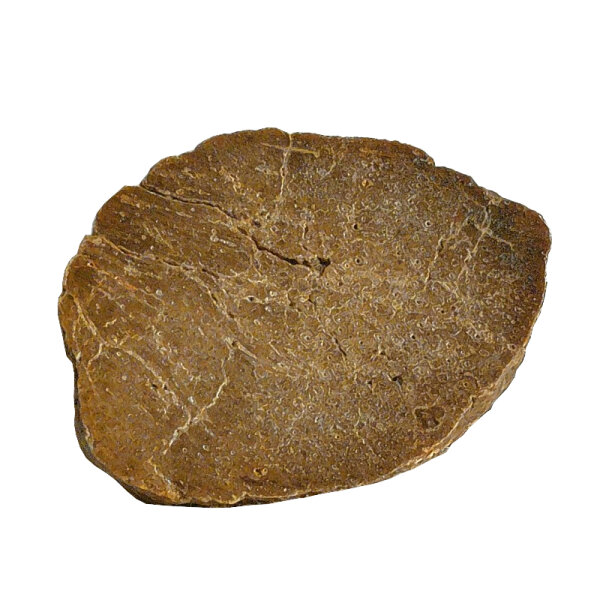 Versteinertes Holz Dadoxylon Niederlausitz polierter Querschnitt ca. 4x3cm