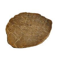 Versteinertes Holz Dadoxylon Niederlausitz polierter Querschnitt ca. 4x3cm