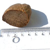Versteinertes Holz Dadoxylon Niederlausitz polierter Querschnitt ca. 4x3cm