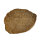 Versteinertes Holz Dadoxylon Niederlausitz polierter Querschnitt ca. 4x3cm