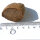 Versteinertes Holz Dadoxylon Niederlausitz polierter Querschnitt ca. 4x3cm