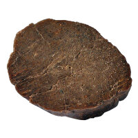Petrified Wood Dadoxylon Germany polished cross section approx. 4x3cm