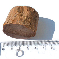 Petrified Wood Dadoxylon Germany polished cross section approx. 4x3cm