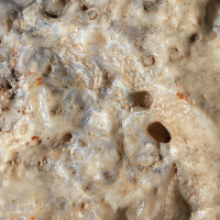 Fossil Conglomerate Bryozoa in Chalcedony Germany approx. 7.5x5cm