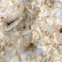 Fossil Conglomerate Bryozoa in Chalcedony Germany approx. 7.5x5cm