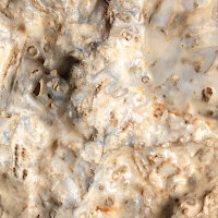 Fossil Conglomerate Bryozoa in Chalcedony Germany approx. 7.5x5cm