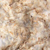 Fossil Conglomerate Bryozoa in Chalcedony Germany approx. 7.5x5cm