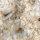 Fossil Conglomerate Bryozoa in Chalcedony Germany approx. 7.5x5cm