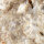 Fossil Conglomerate Bryozoa in Chalcedony Germany approx. 7.5x5cm