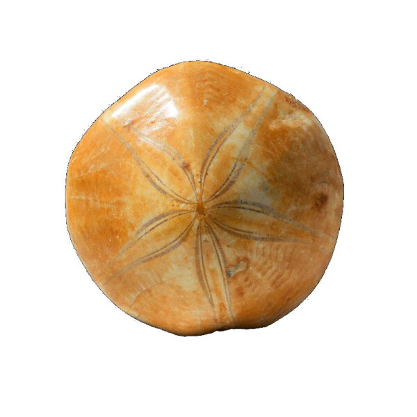 Sand Dollar fossil Sea urchin Mepygurus marmonti approx. 6.5 cm Madagascar