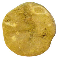 Sand Dollar fossil Sea urchin Mepygurus marmonti approx. 6.5 cm Madagascar
