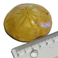 Sand Dollar fossil Sea urchin Mepygurus marmonti approx. 6.5 cm Madagascar