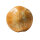 Sand Dollar fossil Sea urchin Mepygurus marmonti approx. 6.5 cm Madagascar